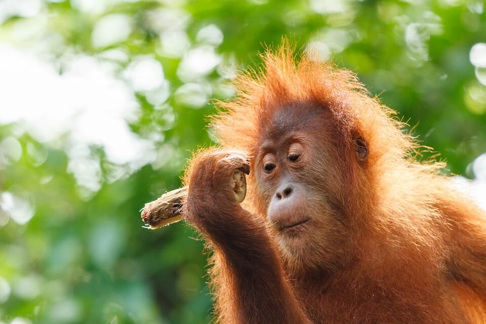 Lasy Borneo to naturalny dom orangutanów.