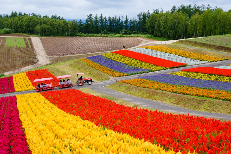 Hokkaido - kwitnące wiśnie i tulipany